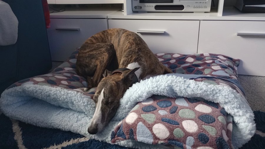 森林动物抓绒宠物窝 保暖 snuggle 洞穴式猫狗窝