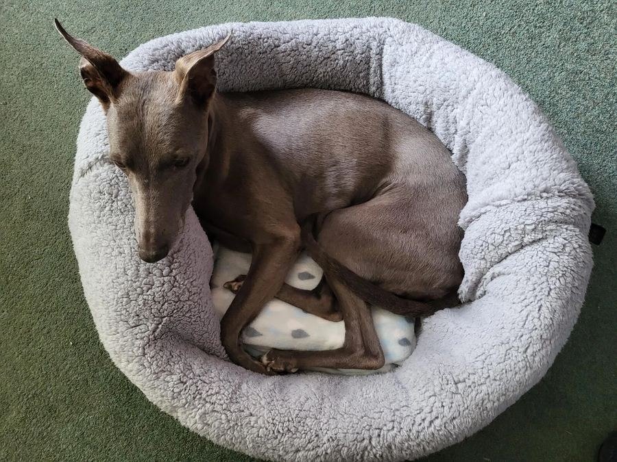 森林动物抓绒宠物窝 保暖 snuggle 洞穴式猫狗窝